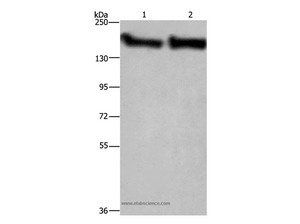 CYFIP2 Polyclonal Antibody