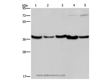 DNAJB4 Polyclonal Antibody