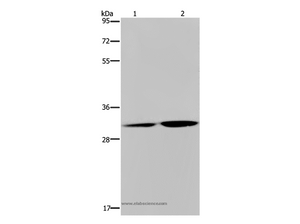 DNASE1L3 Polyclonal Antibody