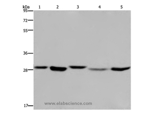 ECHS1 Polyclonal Antibody