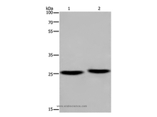 EPDR1 Polyclonal Antibody