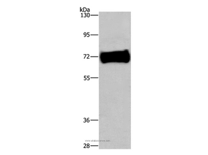 EZR Polyclonal Antibody