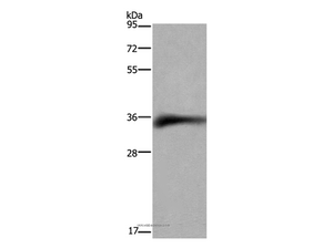 CD32 Polyclonal Antibody