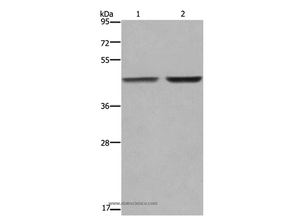 GABPB2 Polyclonal Antibody