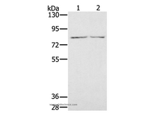 IL27RA Polyclonal Antibody