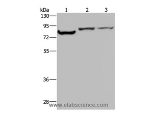 KCNQ1 Polyclonal Antibody