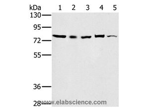 TAB3 Polyclonal Antibody