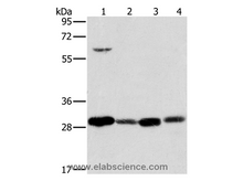 MRPL28 Polyclonal Antibody