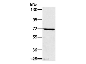 NUP85 Polyclonal Antibody