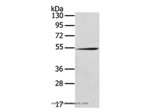 RMDN3 Polyclonal Antibody