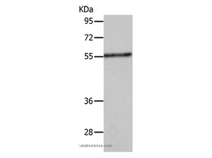 SLC18A1 Polyclonal Antibody