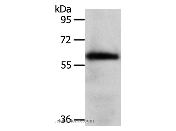 WDR1 Polyclonal Antibody