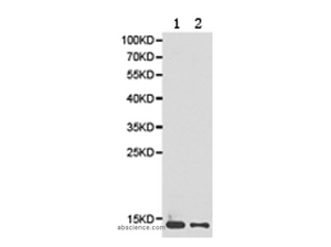 PHPT1 Polyclonal Antibody
