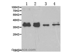 HNRNPA2B1 Polyclonal Antibody