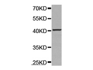 SELENBP1 Polyclonal Antibody