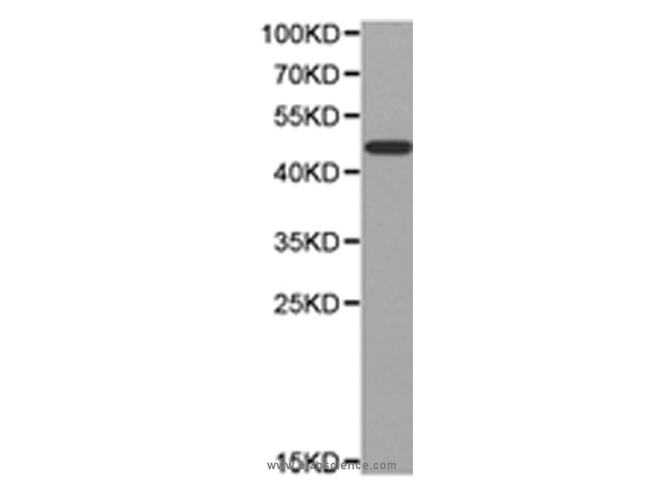 LXR alpha Polyclonal Antibody