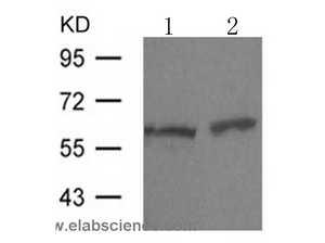 ELK1 Polyclonal Antibody