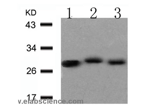 14-3-3 zeta/delta Polyclonal Antibody
