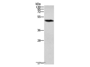ZBP1 Polyclonal Antibody
