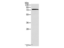 ZAP70 Polyclonal Antibody