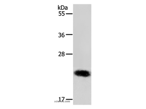 RAB22A Polyclonal Antibody