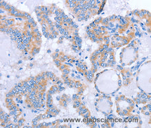FGF4 Polyclonal Antibody