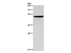 CK-16 Polyclonal Antibody