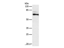 CRMP2 Polyclonal Antibody