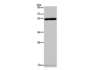 FOXC2 Polyclonal Antibody