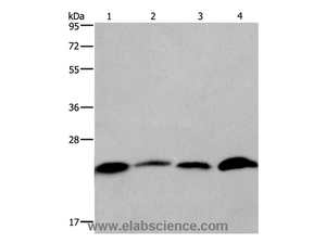 CMTM6 Polyclonal Antibody