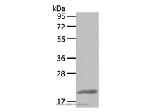 Claudin 7 Polyclonal Antibody