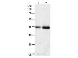 HDAC1 Polyclonal Antibody
