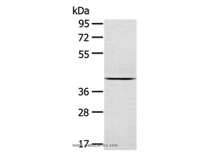 JNK2 Polyclonal Antibody