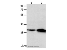 OLR1 Polyclonal Antibody