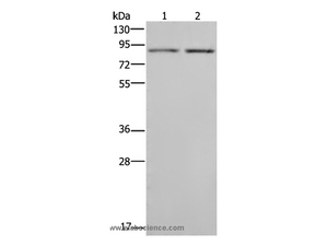 MDM2 Polyclonal Antibody