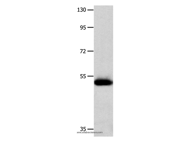 MMP10 Polyclonal Antibody