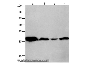 14-3-3 theta Polyclonal Antibody