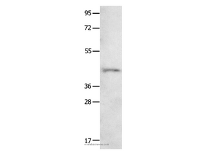 NTSR1 Polyclonal Antibody