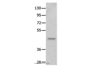 NTSR2 Polyclonal Antibody