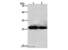 PRDX3 Polyclonal Antibody