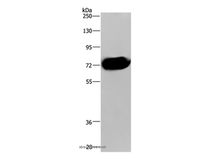 CDC16 Polyclonal Antibody