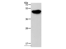 NDRG3 Polyclonal Antibody