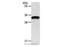 STX1A Polyclonal Antibody