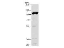 TRPM5 Polyclonal Antibody
