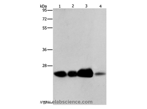 ARFRP1 Polyclonal Antibody