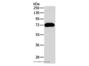 PKC gamma Polyclonal Antibody