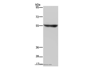 NRG3 Polyclonal Antibody