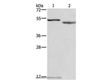 CADM4 Polyclonal Antibody