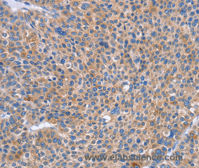 CD328 Polyclonal Antibody