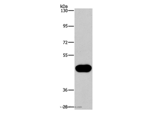CD38 Polyclonal Antibody